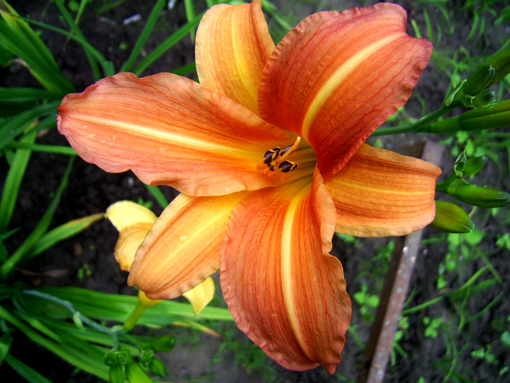Фотография лилейника сорта «Оброшинская рыжая лилия (Obroshin Lily)»
