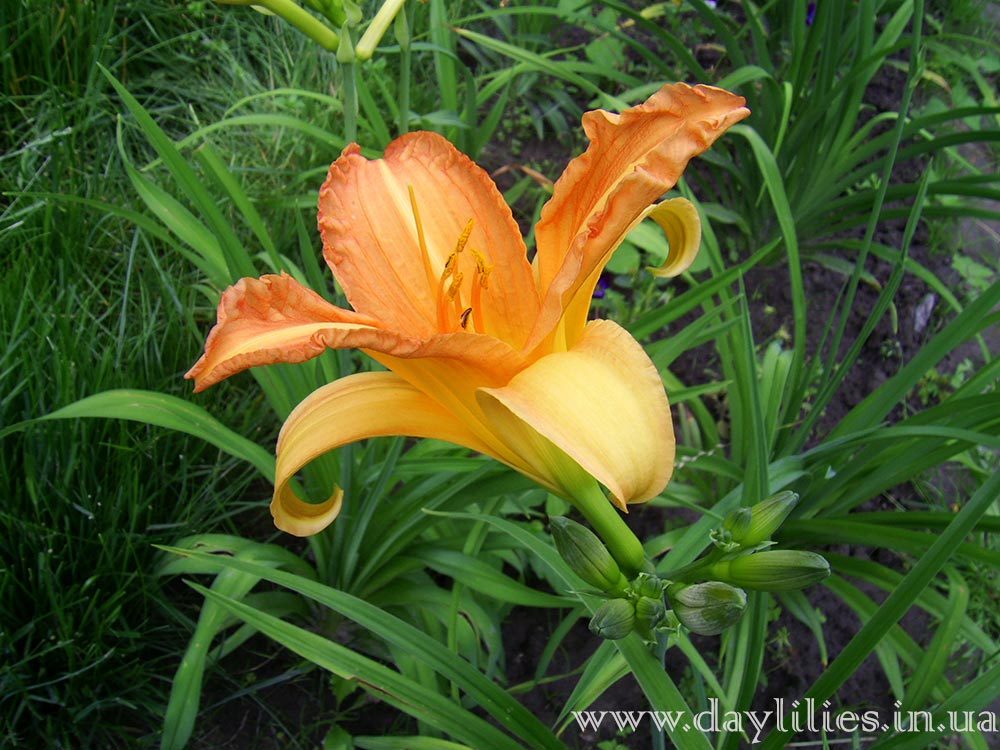 Оброшинский абрикосовый -Obroshin Apricot. (Фотография 4)