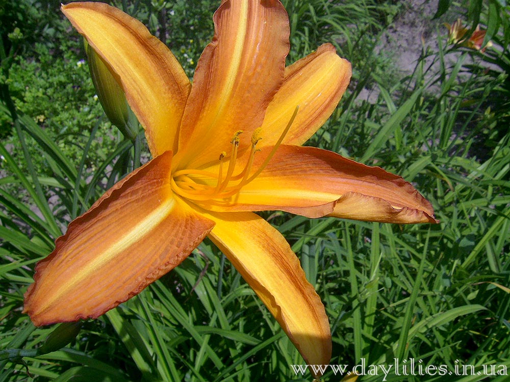 Лилейник Obroshin Ginger Lily