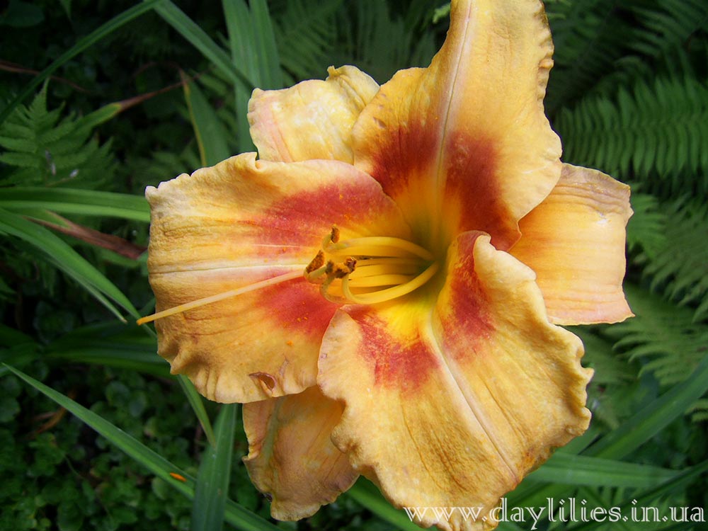 Obroshin Pink-cheeked Beauty