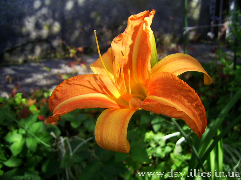 Obroshin Orange Traum