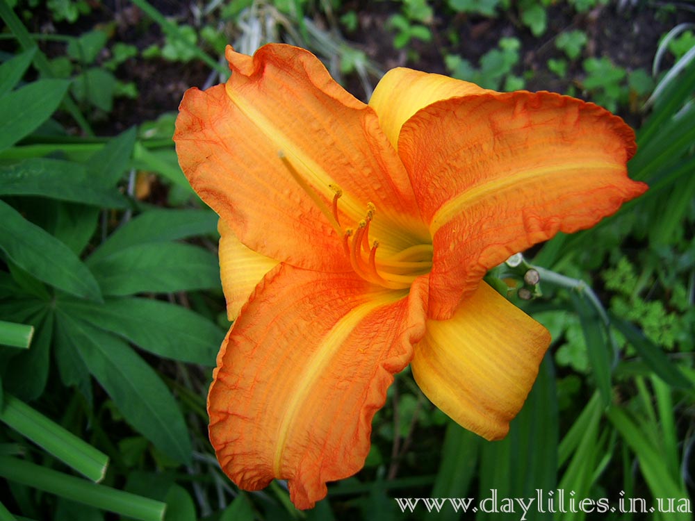 Obroshin Orange Traum. Фотография 4
