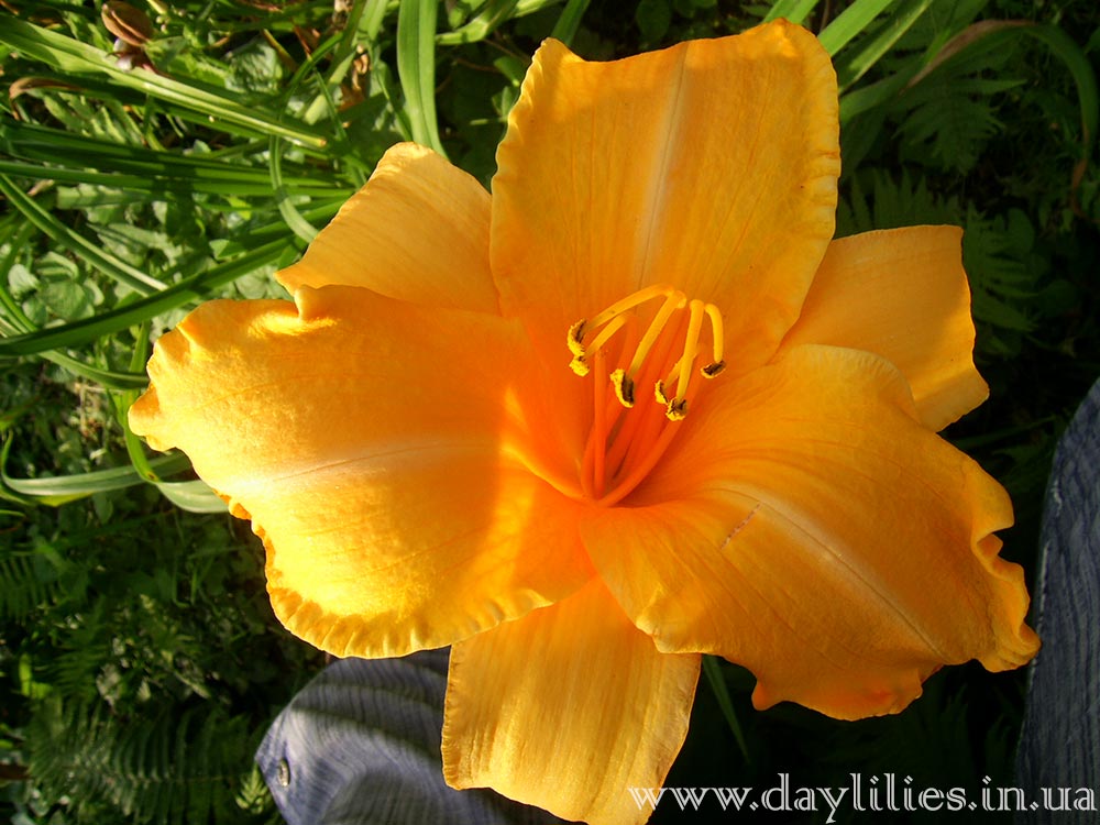 Ruffled Apricot