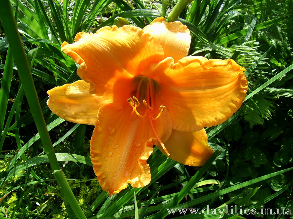Ruffled Apricot. Фотография 2