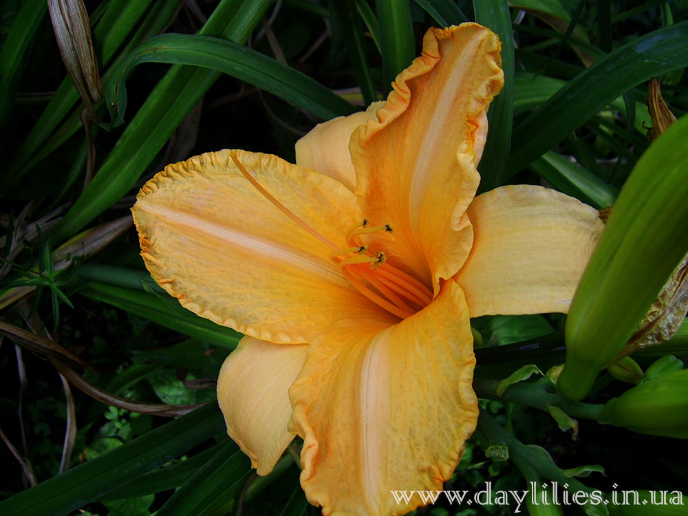 Ruffled Apricot. Фотография 3